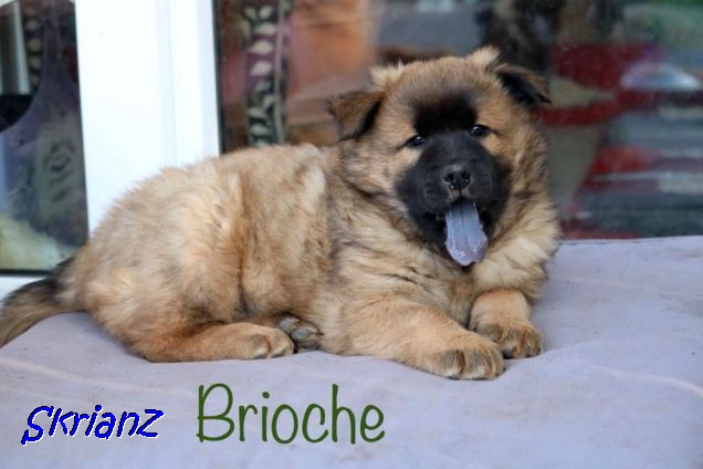4.2021 - Brioche ist müde